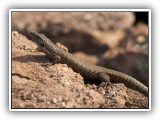 Wil_11 - a Rock Monitor in Welgevonden