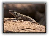 Wil_12 - a Rock Monitor in Welgevonden