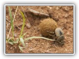 Wil_22 - Africa's hardest working creature - a Dung Beetle