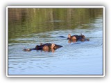 Wil_25 - Two Hippos