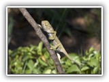 Wil_26 - a Chameleon 