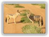 Wil_27 - Blackbacked Jackals