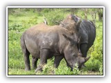 Rhi_09 - Rhino
