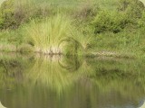 Welgevonden__004 - interesting reflection with a Croc lying on the bank
