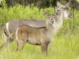 Welgevonden__022 - Adult and younger Waterbuck