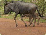 Welgevonden__099 - Wildebeest with baby 