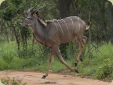 Welgevonden__114 - a Kudu bull