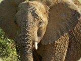 Welgevonden__135 - Elephant
