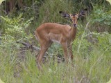 Welgevonden__234 - a young Impala