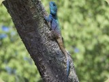 Welgevonden__244 - a Tree Agama