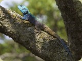 Welgevonden__247 - a Tree Agama