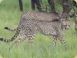 Welgevonden__278 - two Cheetah together