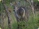 Welgevonden__324 - what wet toilet seat? A Waterbuck looking back like they do...