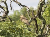 Welgevonden__351 - a steppe buzzard awaits the next meal to stroll by