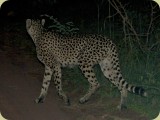 Welgevonden__453 - this Cheetah walked across the road in front of us