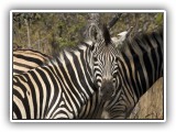 Zeb_09 - Zebra