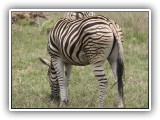 Zeb_15 - Zebra - every Zebra has a different set of strips on his backside so that the young can identify Mom